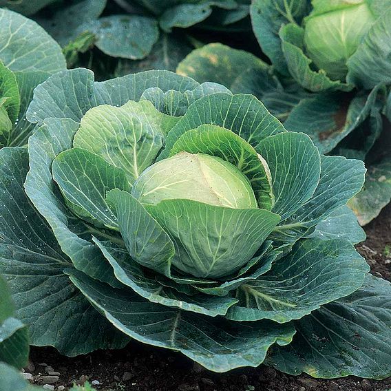Cabbage F1 'Kilazol' - Seeds