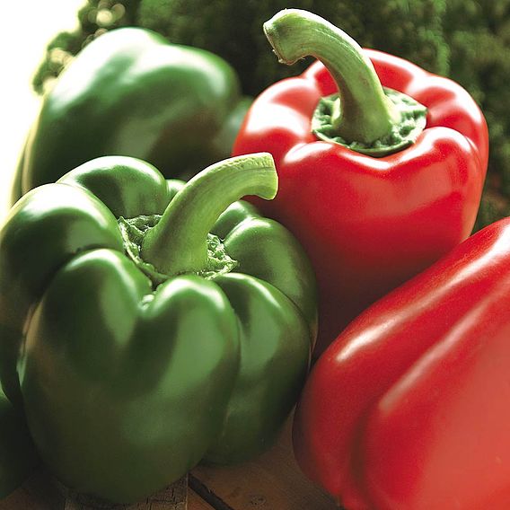 Sweet Pepper 'Californian Wonder' - Seeds