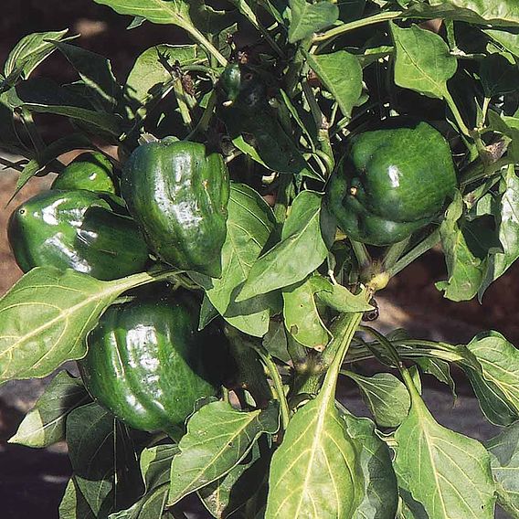 Sweet Pepper 'Californian Wonder' - Seeds