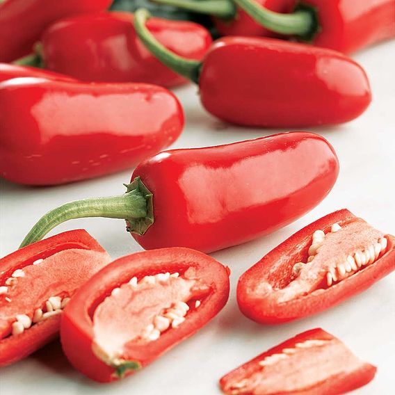 Chilli Pepper 'Jalapeno' - Seeds