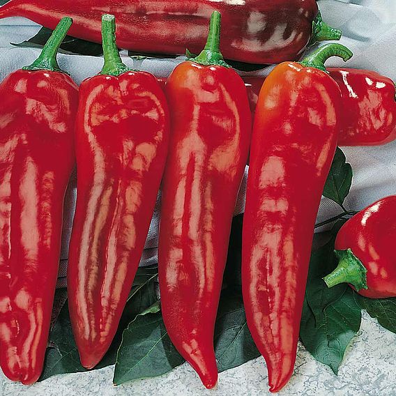 Pepper Sweet Seeds - Corno di toro rosso