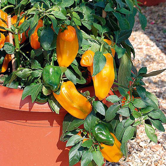 Sweet Pepper 'Mohawk' F1 - Seeds