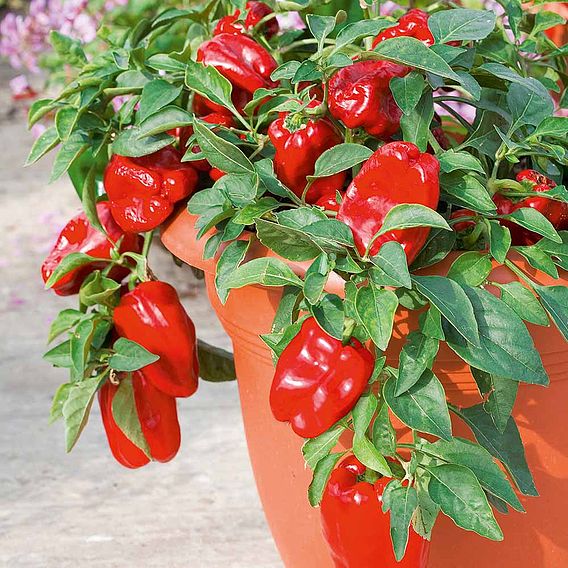 Sweet Pepper 'Redskin' F1 - Seeds