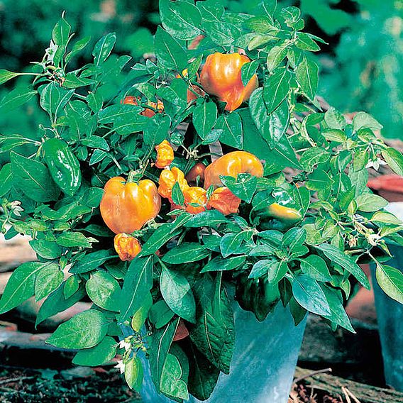 Sweet Pepper 'Mohawk' F1 - Seeds