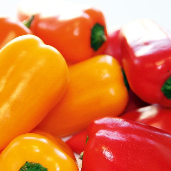 Sweet Pepper 'Blockie Mix' F1 - Seeds
