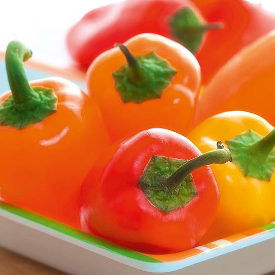 Pepper F1 'Snackbite Mix' - Seeds