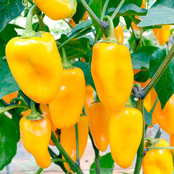 Sweet Pepper 'Midas' - Seeds