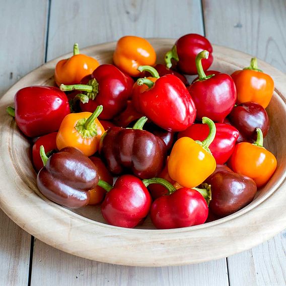 Sweet Pepper 'Sweetonia Mix' - Seeds