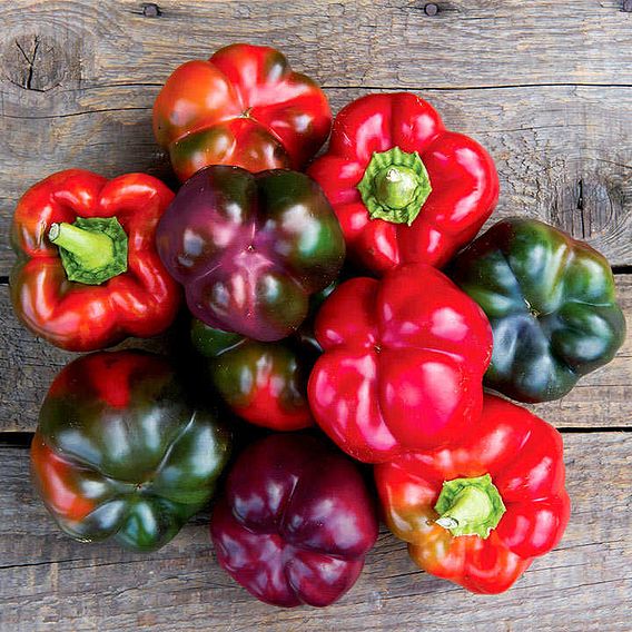 Pepper F1 'Cardinal (Purple)' - Seeds