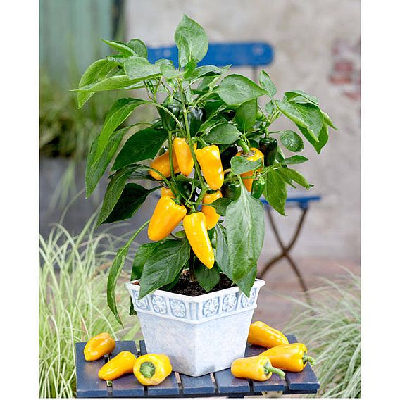 Sweet Pepper 'Pillar Yellow'