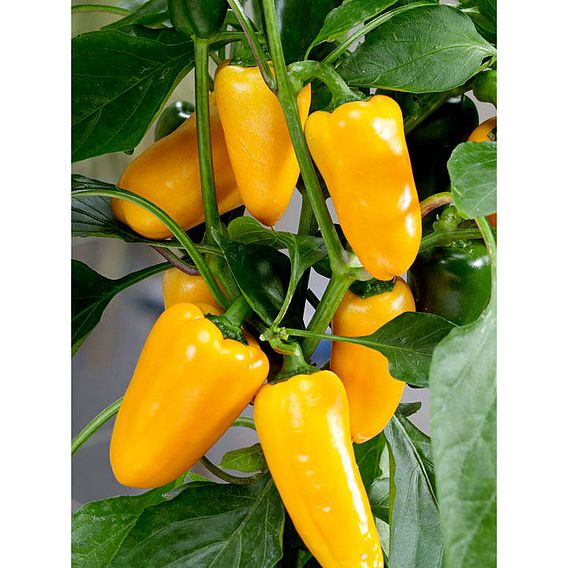 Sweet Pepper 'Pillar Yellow'