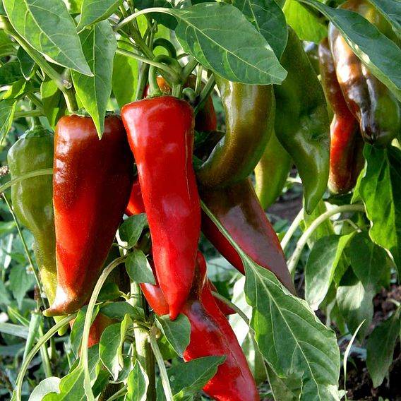 Sweet Pepper 'Thor' F1 Hybrid (Grafted)