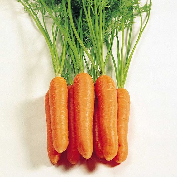 Carrot Seeds - F1 Eskimo