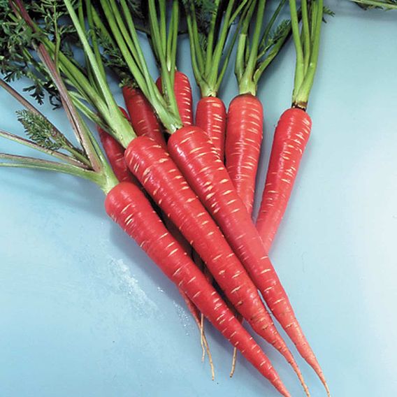 Carrot 'Samurai' - Seeds
