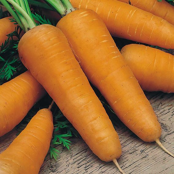 Carrot Seeds - Chantenay Red Cored 2