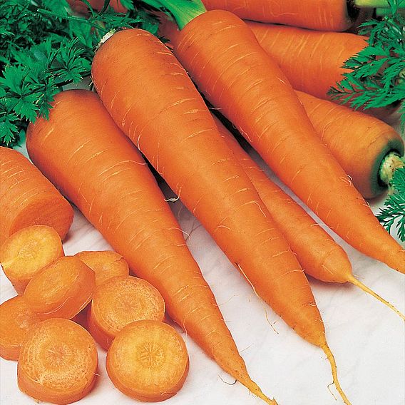 Carrot Seeds - St. Valery