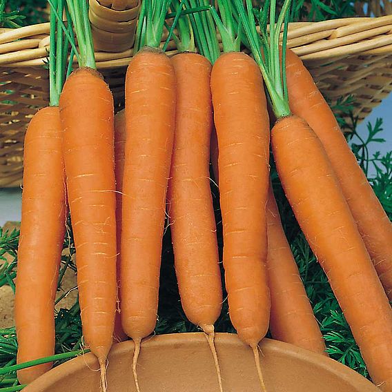 Carrot Seeds - F1 Bangor