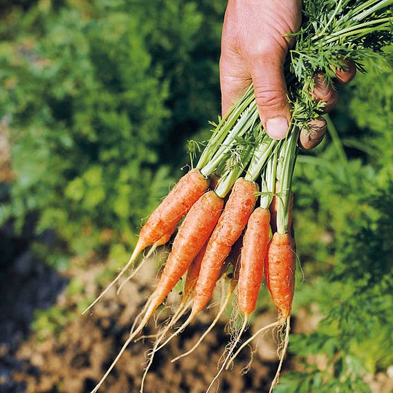 Carrot Seeds - Ideal