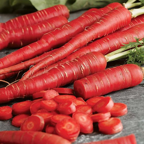 Carrot 'Samurai' - Seeds