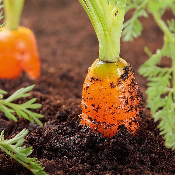 Carrots - Seed Tape