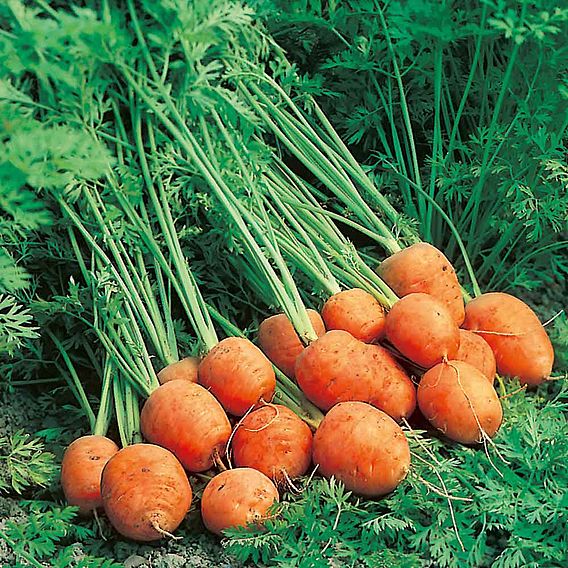 Carrot 'Rondo' - Seeds
