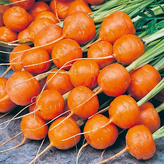 Carrot 'Bowling Carrots (Rondo)' - Seeds