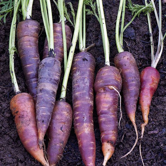 Carrot Seeds - F1 Purple Haze