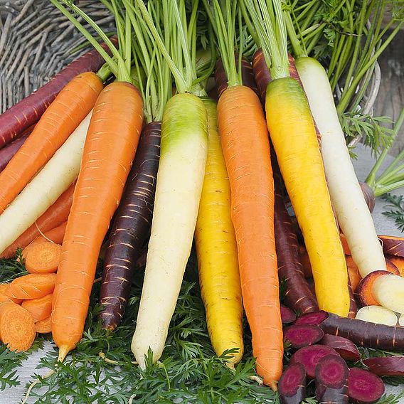 Carrot 'Rainbow Mix' - Seeds