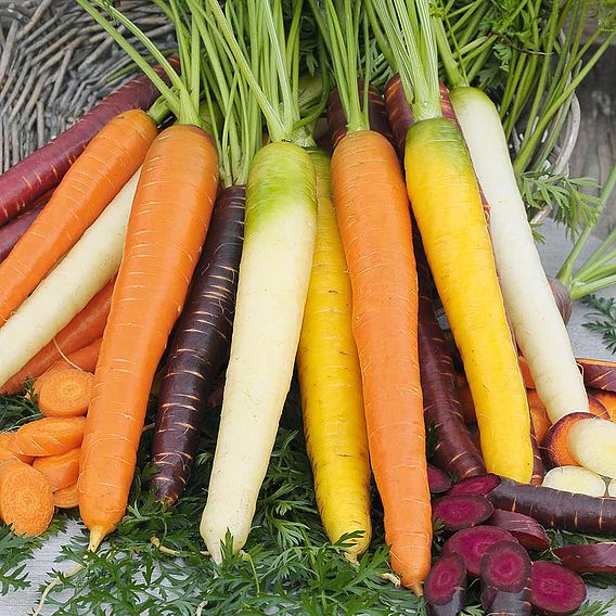 Carrot Seeds - Rainbow Mix