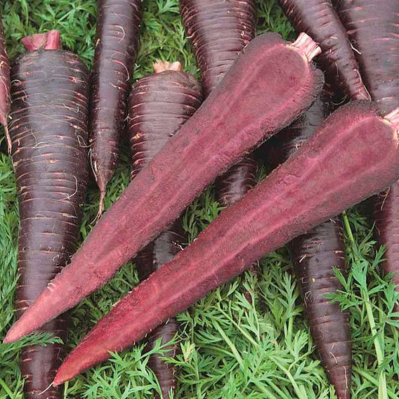 Carrot F1 'Purple Sun' - Seeds