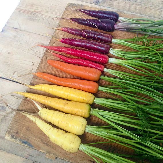 Carrot (Organic) Seeds - Rainbow Mix