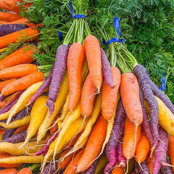 Carrot Seeds - Rainbow Mix