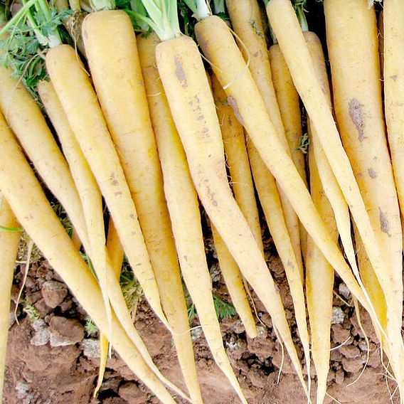 Carrot F1 'Creampak' - Seeds