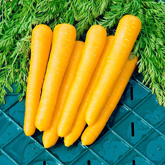 Carrot Seeds - F1 Gold Nugget