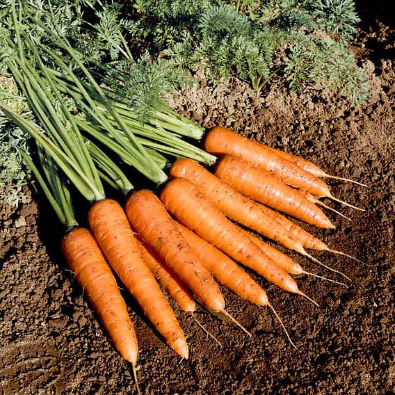Carrot Seeds - F1 Fire Wedge