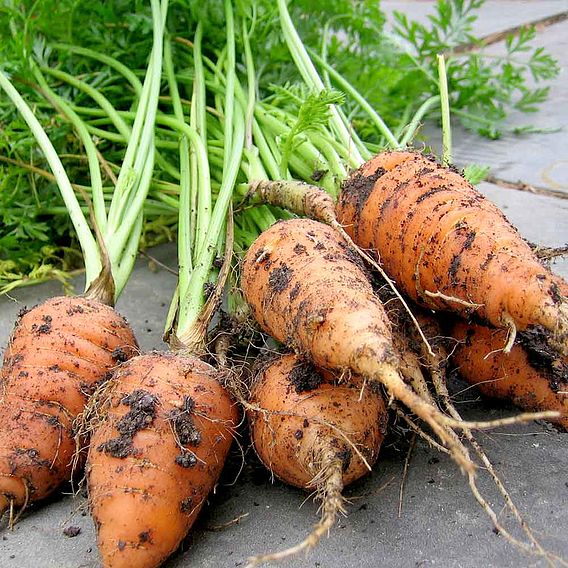 Carrot Seeds - Chantenay Red Cored 2