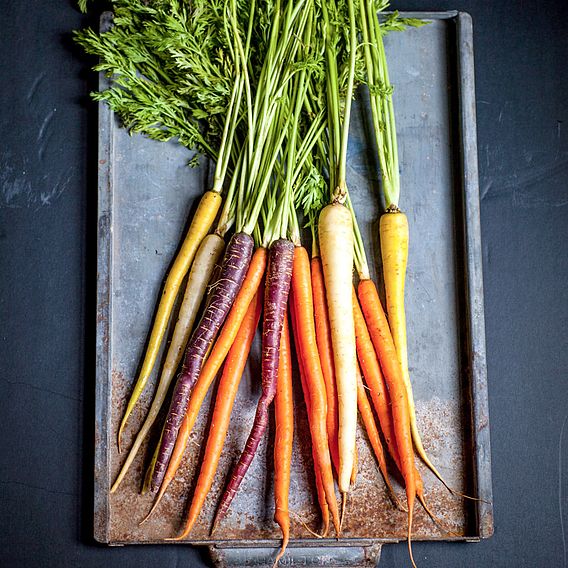 Carrot Seeds - Rainbow Mix