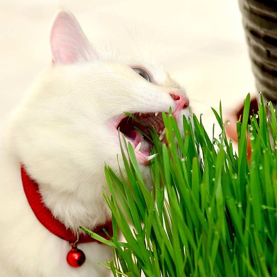 Cat Grass - Seeds