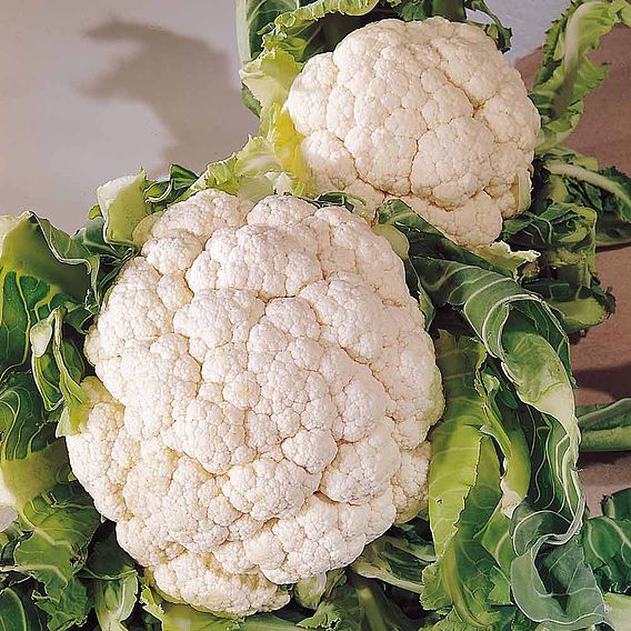 Cauliflower Seeds - Snowball A