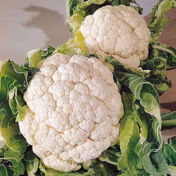 Cauliflower 'Snowball A' - Seeds