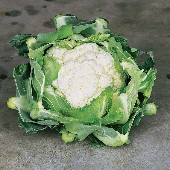 Cauliflower Clapton 