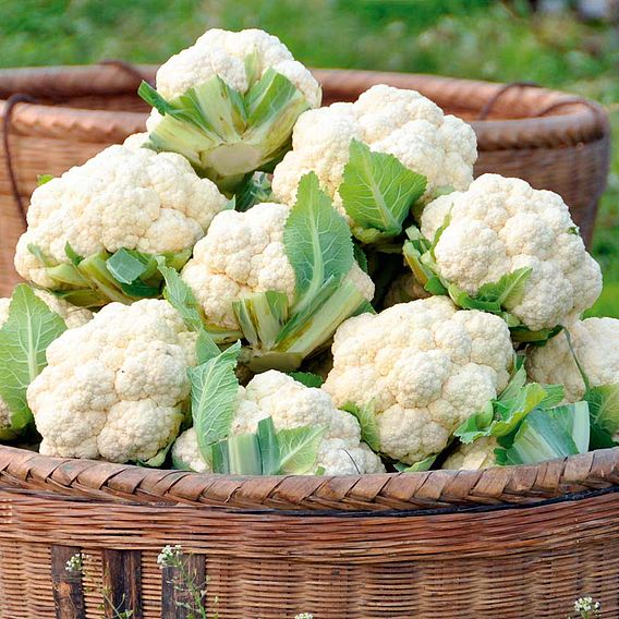 Cauliflower Late Summer Collection