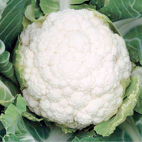 Cauliflower Seeds - F1 Successional Harvest Mix