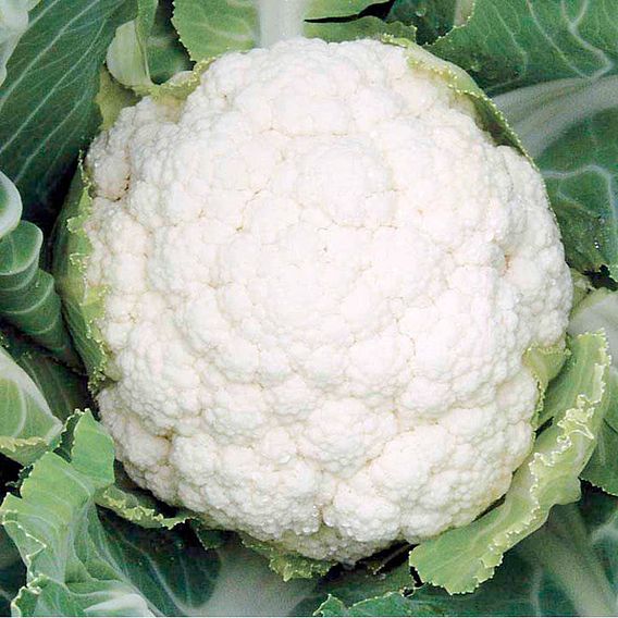 Cauliflower F1 'Successional Harvest Mix' - Seeds