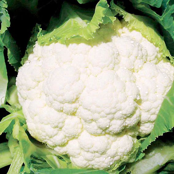Cauliflower F1 'Successional Harvest Mix' - Seeds