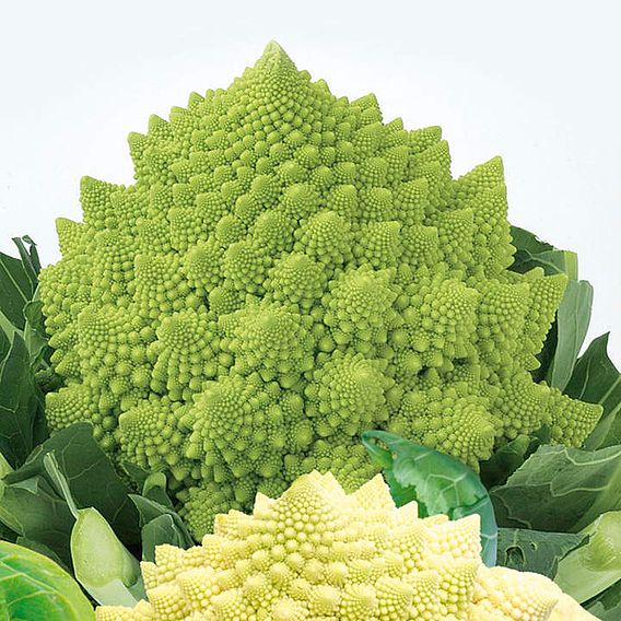 Cauliflower 'Romanesco White and Green' - Seeds