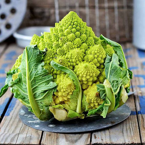 Cauliflower (Organic) Seeds - Romanesco