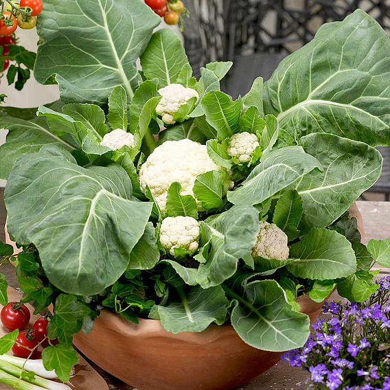 Cauliflower F1 'Multi-Headed ' - Seeds