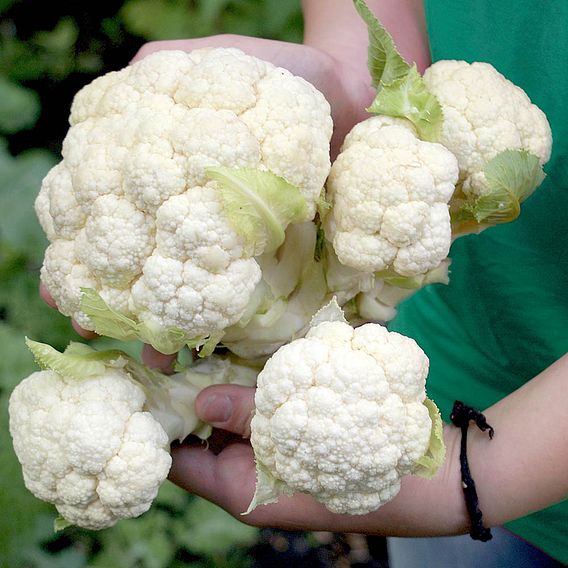 Cauliflower Seeds - F1 Multi-Headed 