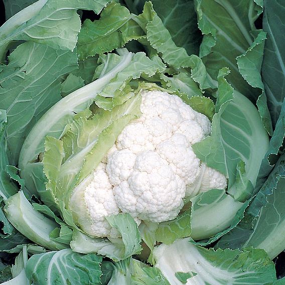 Cauliflower 'Skywalker' F1 - Organic Seeds
